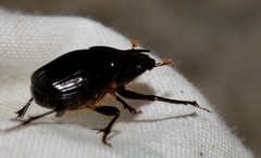 Onthophagus pronus
