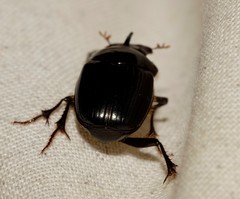 Onthophagus pronus