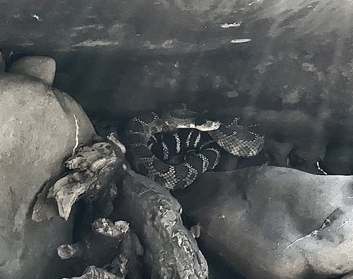 iNaturalist observation photo of Northern Pacific Rattlesnake