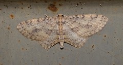 Poecilasthena scoliota