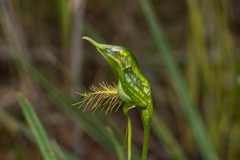 Pterostylis unicornis