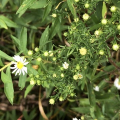 Symphyotrichum pilosum pilosum
