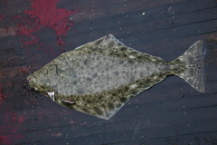 Hippoglossus stenolepis