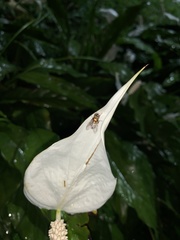 Diptera