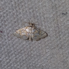 Pseudopyrausta santatalis