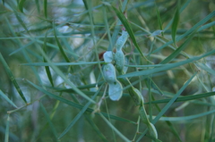 Acacia iteaphylla