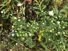 Symphyotrichum pilosum pilosum