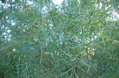 Acacia iteaphylla