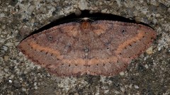 Casbia melanops