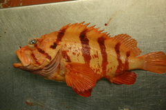 Sebastes nigrocinctus