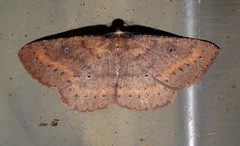 Casbia melanops