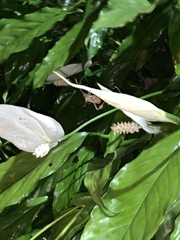 Heteroptera