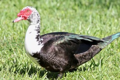 Cairina moschata domestica
