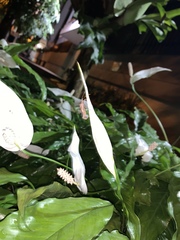 Heteroptera