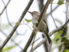 Atalotriccus pilaris