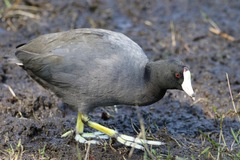 Fulica americana