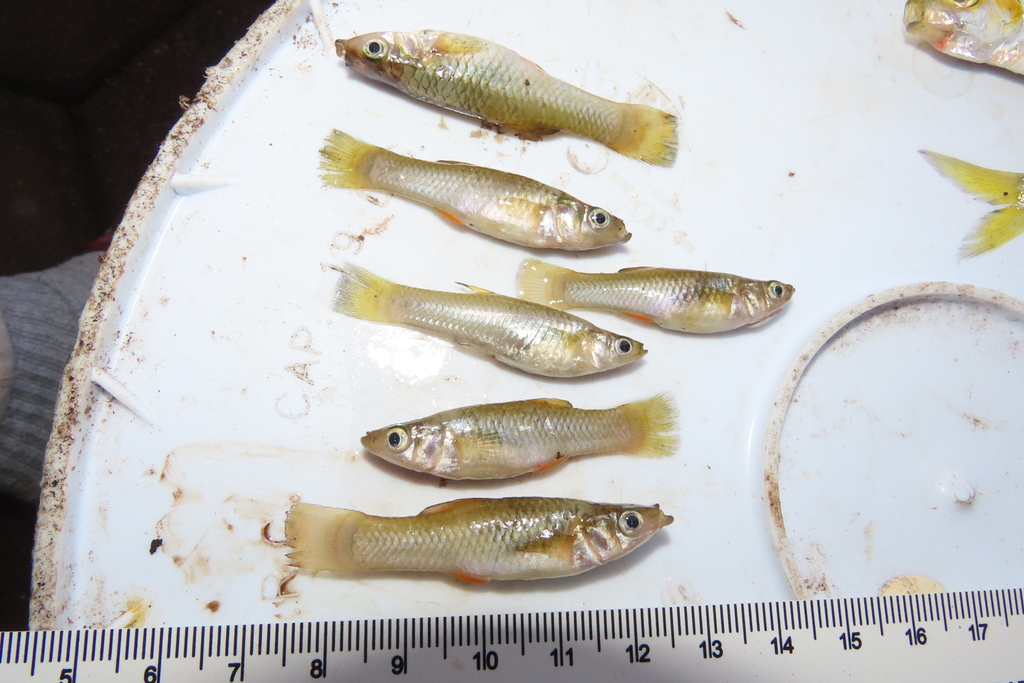 Catemaco livebearer (Poeciliopsis catemaco) — Poeciliidae