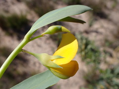 Rafnia racemosa