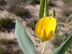 Rafnia racemosa