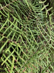 Gleichenia dicarpa
