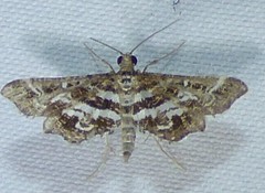 Diasemiopsis leodocusalis