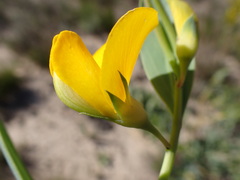 Rafnia racemosa