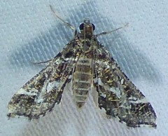 Diasemiopsis leodocusalis