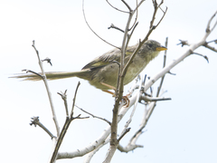 Emberizoides herbicola