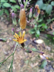 Lactuca raddeana