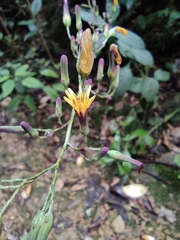 Lactuca raddeana