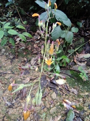 Lactuca raddeana