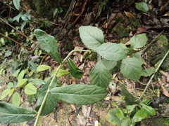 Lactuca raddeana