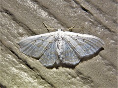 Idaea tacturata