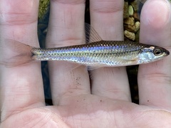 Notropis nubilus