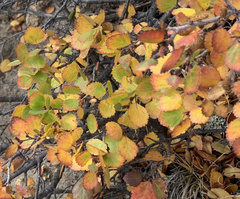 Betula glandulosa