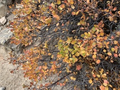 Betula glandulosa