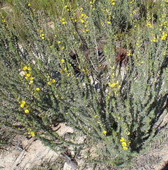 Aspalathus glabrescens