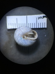 Inflectarius inflectus