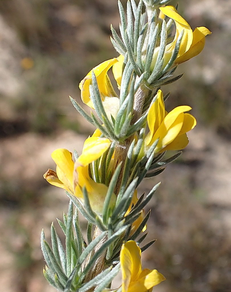 Aspalathus glabrescens