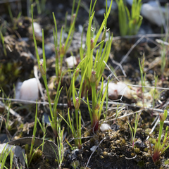 Centrolepis aristata