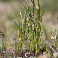 Centrolepis aristata