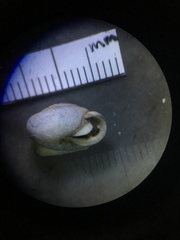 Inflectarius inflectus