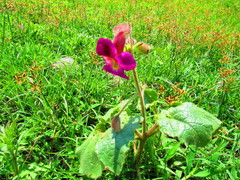 Proboscidea louisianica fragrans