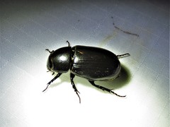 Dyscinetus