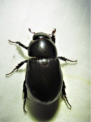 Dyscinetus