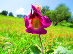 Proboscidea louisianica fragrans