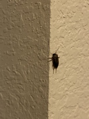 Lobopoda erythrocnemis