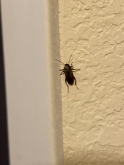 Lobopoda erythrocnemis