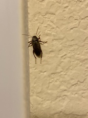 Lobopoda erythrocnemis