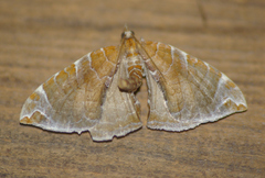 Eulithis molliculata